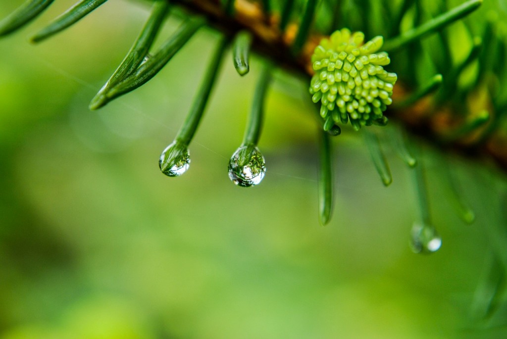 雨