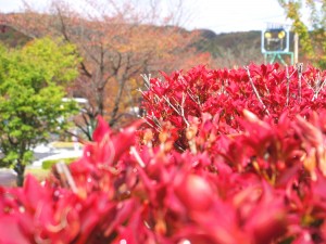 那須紅葉