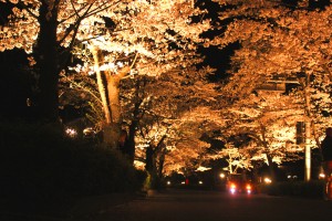 長瀞 桜まつり