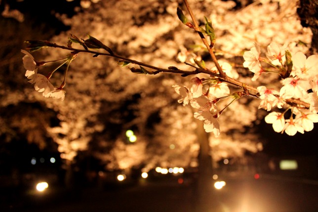 長瀞 桜まつり