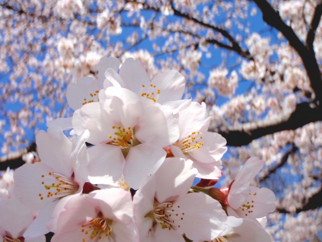 長瀞 桜まつり