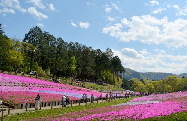 秩父 芝桜