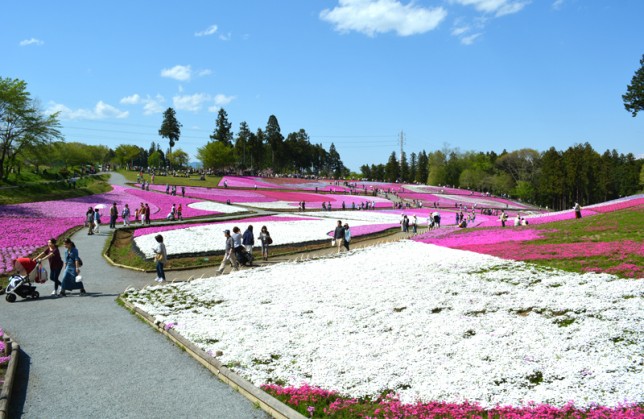 秩父 芝桜