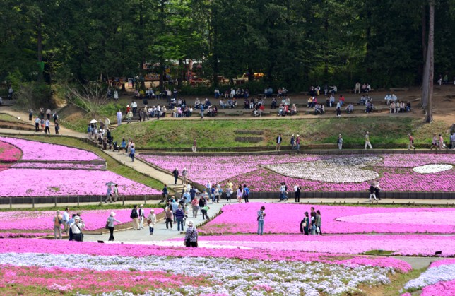 秩父 芝桜