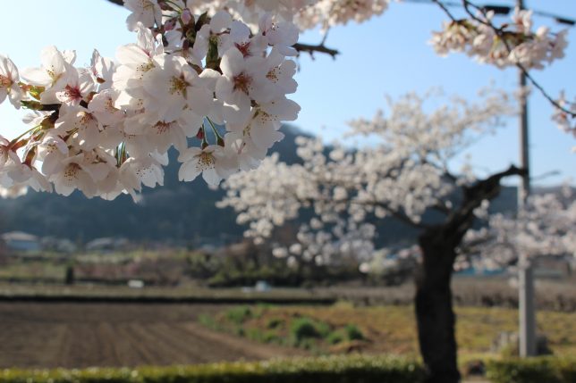 長瀞　桜