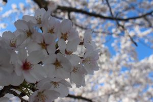 長瀞　桜