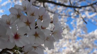 長瀞桜まつり～長瀞マウンテンバイクツアー開催～