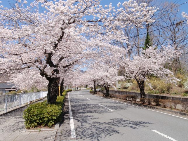 長瀞　桜