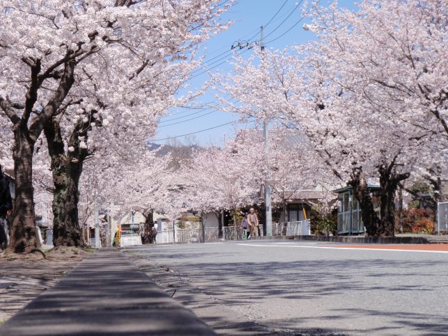 長瀞　桜